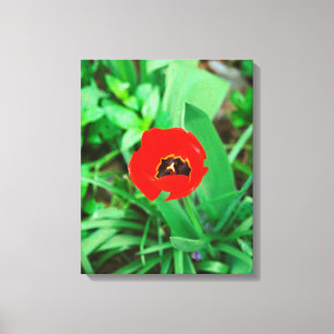 Lienzo Tulip rojo