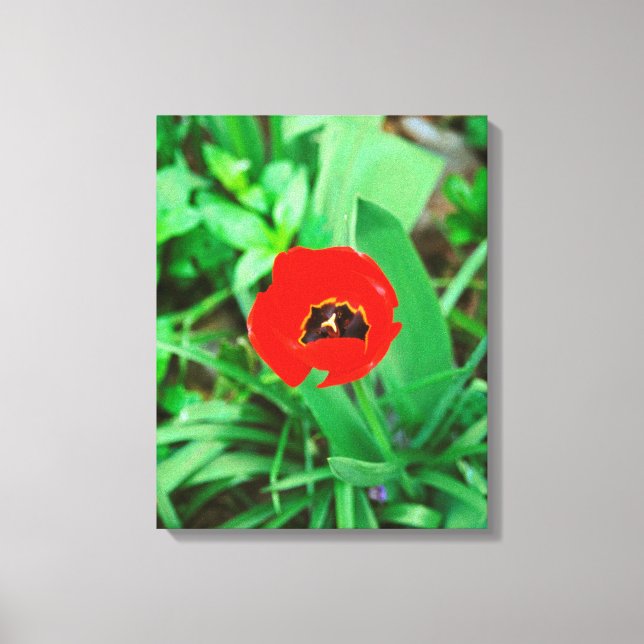 Lienzo Tulip rojo (Anverso)