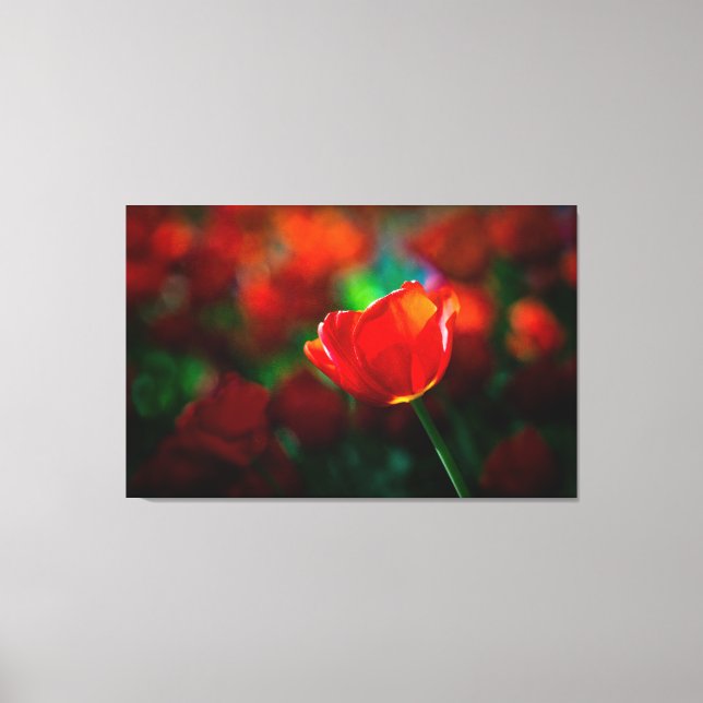 Lienzo Tulip rojo (Anverso)