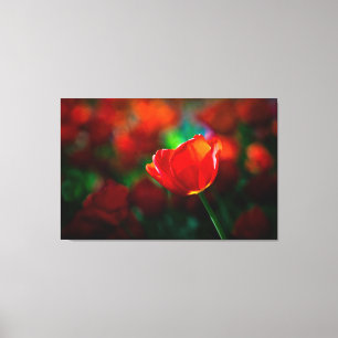 Lienzo Tulip rojo