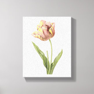 Lienzo tulip(Tulipa culta) de Redouté