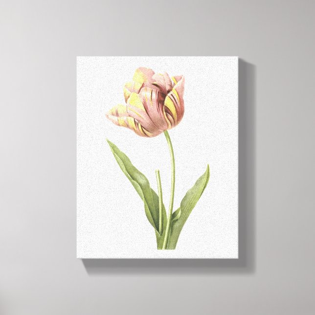 Lienzo tulip(Tulipa culta) de Redouté (Anverso)
