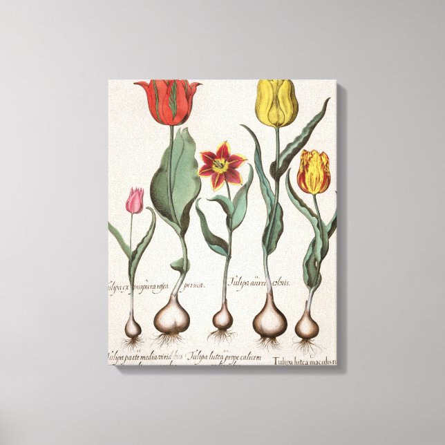 Lienzo Tulipa lutea maculis rubens; 2.Tulipa au (Anverso)