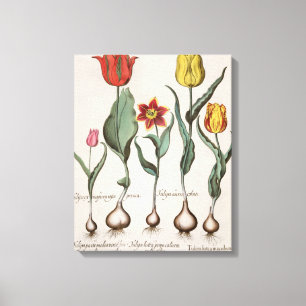 Lienzo Tulipa lutea maculis rubens; 2.Tulipa au