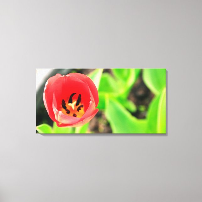 Lienzo Tulipán (Anverso)