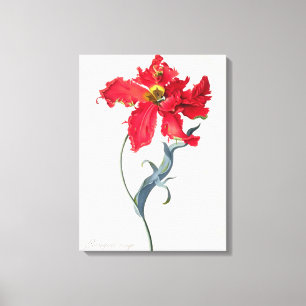 Lienzo Tulipán: Colorete de Perroquet