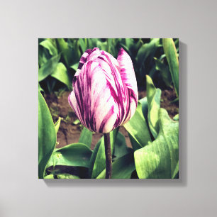 Lienzo Tulipán de franja única púrpura y blanca