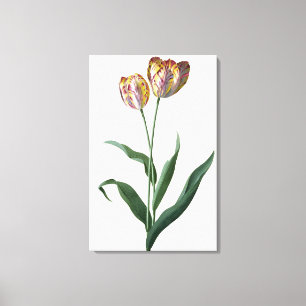 Lienzo Tulipán del tulipán