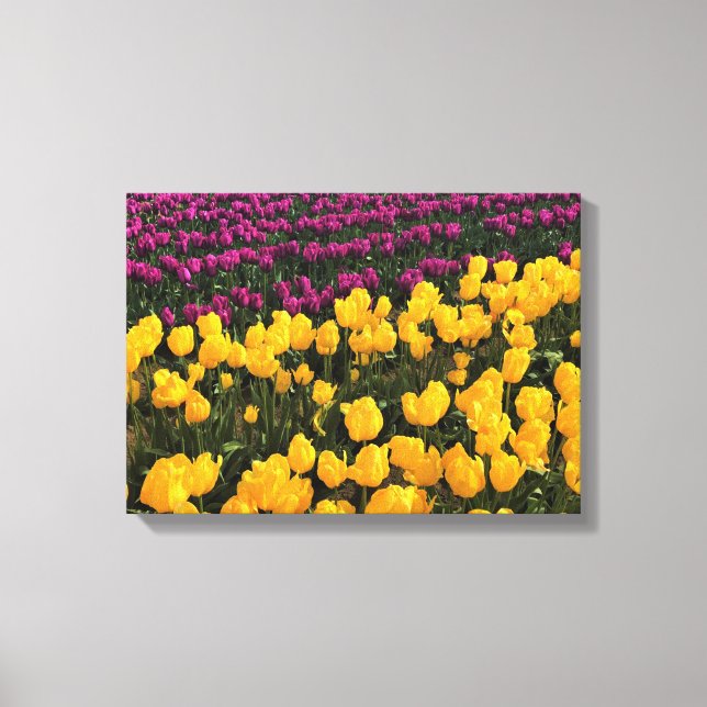 Lienzo Tulipán morado y amarillo, Oregón (Anverso)