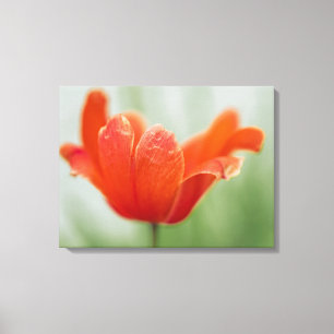 Lienzo Tulipán Rojo Abierto Flor En Fotografía De Natural
