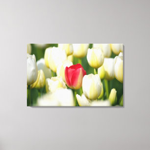 Lienzo Tulipán rojo en un campo de tulipanes blancos
