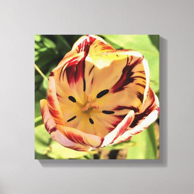 Lienzo Tulipán rojo y blanco interno (Anverso)