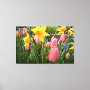 Lienzo Tulipán rosa de primavera y flores daffodiales ama