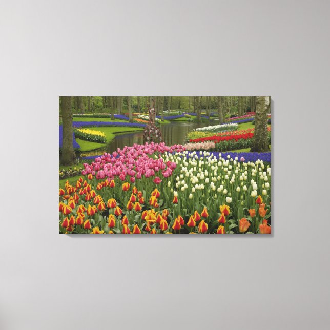 Lienzo Tulipán y jardín de jacinto, jardines Keukenhof, (Anverso)