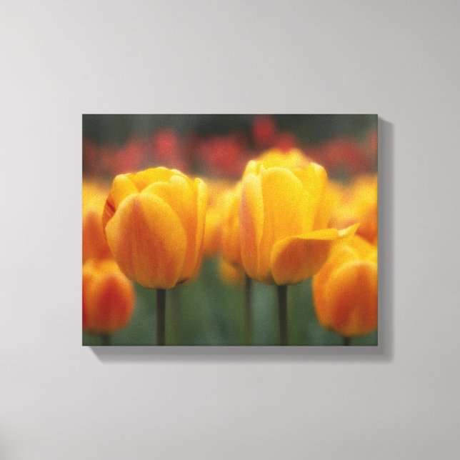 Lienzo Tulipanes (Anverso)