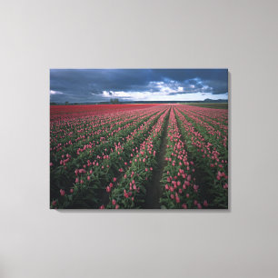 Lienzo Tulipanes brillantes rosados y rojos brillan bajo 