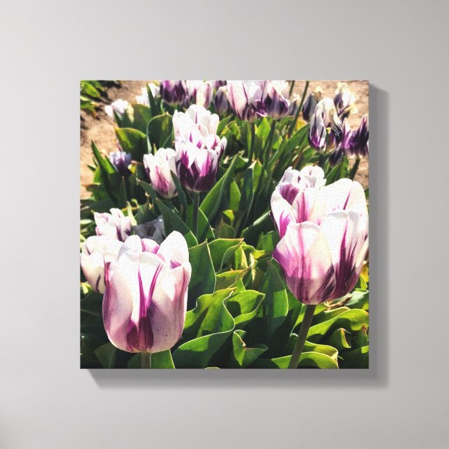 Lienzo Tulipanes de franja blanca y púrpura (Anverso)