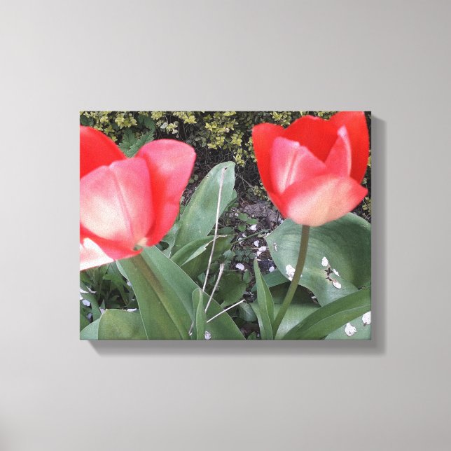 Lienzo Tulipanes de jardín (Anverso)