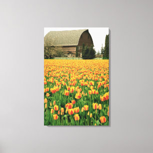 Lienzo Tulipanes de primavera florecen frente a un viejo