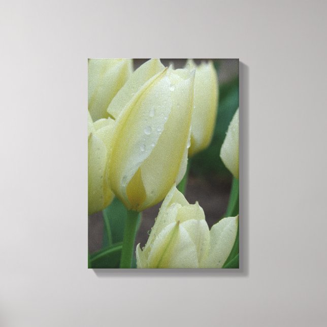 Lienzo Tulipanes Después De La Lluvia (Anverso)