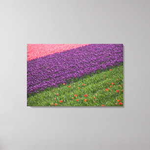 Lienzo Tulipanes en los jardines de Keukenhof, Ámsterdam,