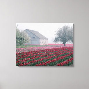 Lienzo Tulipanes rojos y rosados saludan el día en una ni