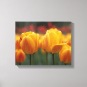 Lienzo Tulipanos
