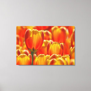 Lienzo TULIPS DE GLOWING 24x36