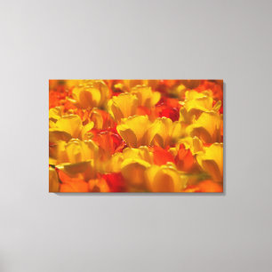 Lienzo Tulips en Keukenhof Gardens, Ámsterdam,