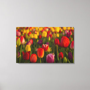 Lienzo Tulips, Festival de Tulipanes, Woodburn, Oregón, E