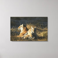 Tumba de tigres (Panthera tigris) sobre su