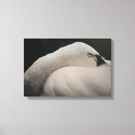Lienzo Tundra Swan sleeping Stretched Canvas Print