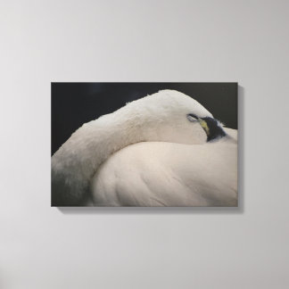 Lienzo Tundra Swan sleeping Stretched Canvas Print