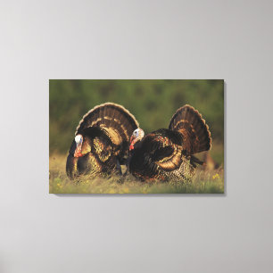 Lienzo Turquía salvaje, Meleagris gallopavo, machos