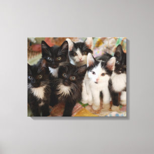 Lienzo Tuxedo Kittens