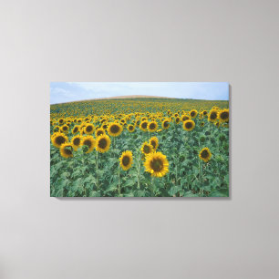 Lienzo UE, Francia, Provenza, Campo de girasoles