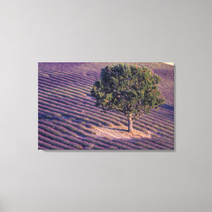 Lienzo UE, Francia, Provenza, Campos de lavanda