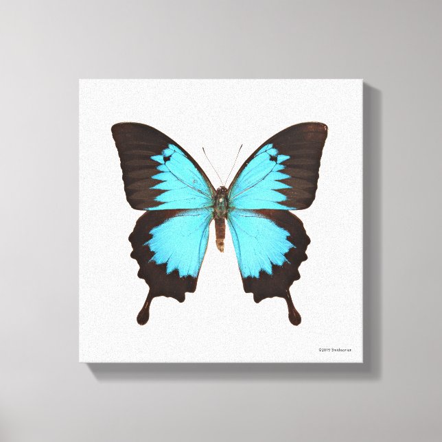 Lienzo Ulysses Butterfly (Anverso)