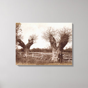 Lienzo Un árbol del seto, 1852 (impresión del albumen)