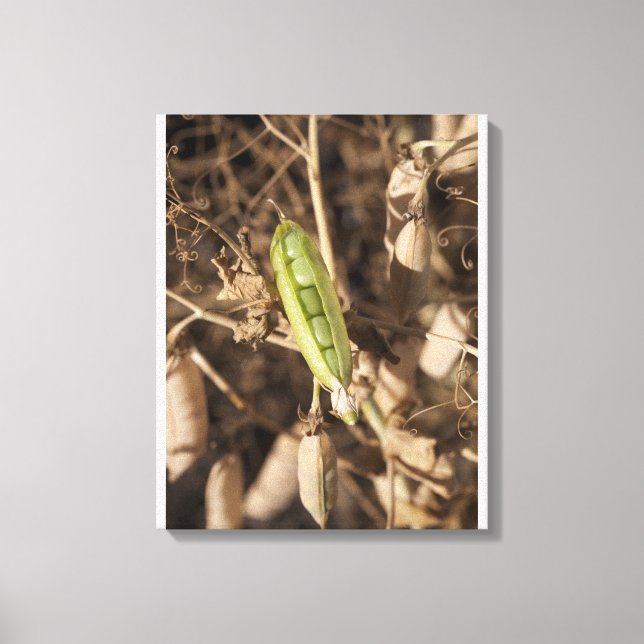 Lienzo Un Bacalao De Pea Verde Sobre Una Planta De Pea Se (Anverso)