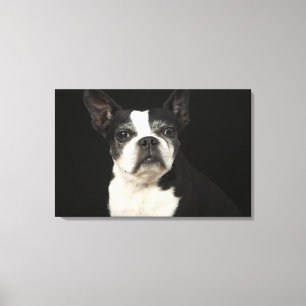 Lienzo Un Bosten más viejo Terrier en fondo negro