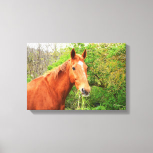 Lienzo Un caballo llamado animal de Orion