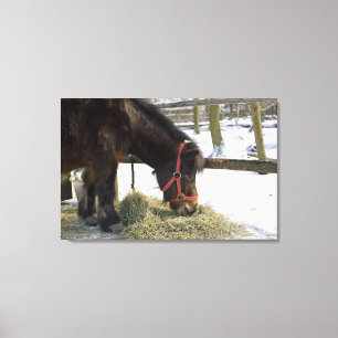 Lienzo Un caballo nativo originalmente de Gotland donde