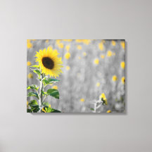 Un Campo de Girasoles