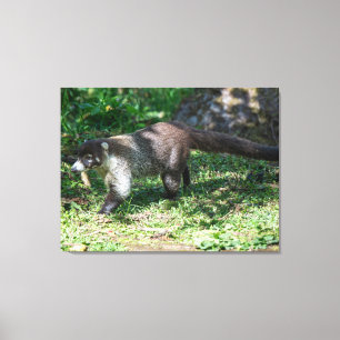 Lienzo Un coatí de nariz blanca en Costa Rica