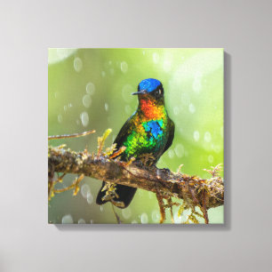 Lienzo Un colibrí de garganta ígnea en el bosque nuboso