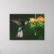 Un Colibrí de Montaña Blanco Disfruta del Néctar d