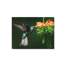 Un Colibrí de Montaña Blanco Disfruta del Néctar d