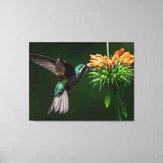 Lienzo Un Colibrí de Montaña Blanco Disfruta del Néctar d