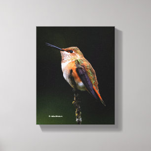 Lienzo Un colibrí dulce y rufioso machete en el árbol de